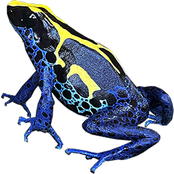 Boulanger Dart Frog